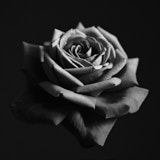 Flower, Rose, Wales