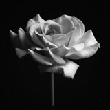 Flower, Rose, Wales