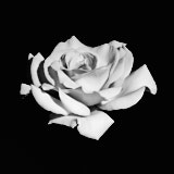 Rose, Black and White Roses, Tregarth, Wales