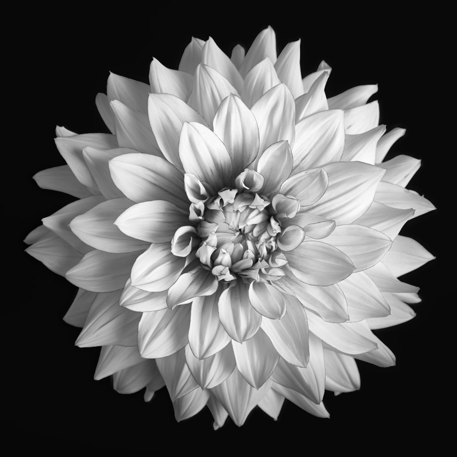 Dahlia