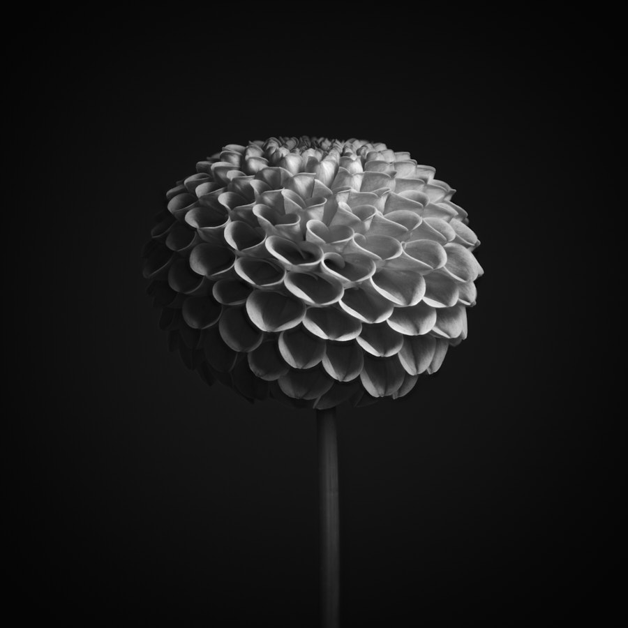 Dahlia