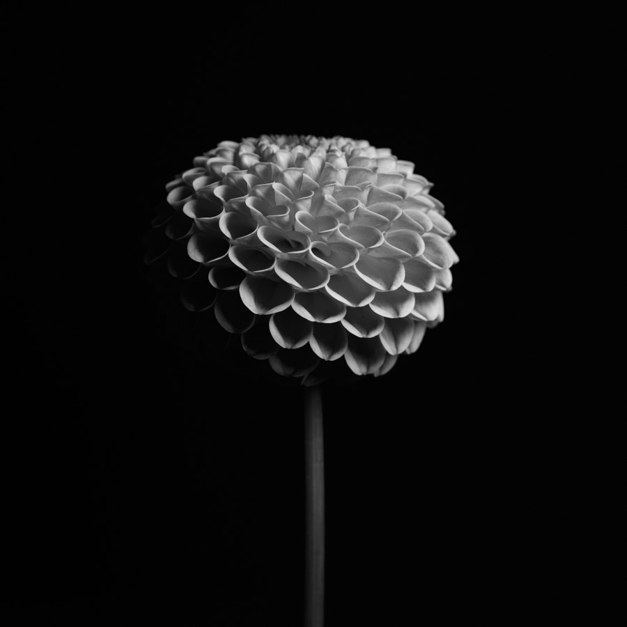 Dahlia
