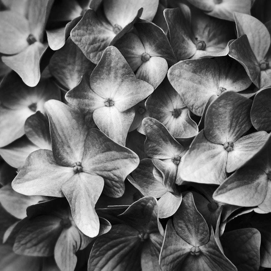 Hydrangea