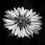 Cornflower, Black and White flowers, Wales