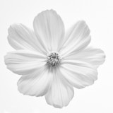 Black and White Flowers, Cosmos, Tregath, Wales