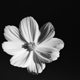 Cosmos, Black and White flowers, Tregarth, Wales