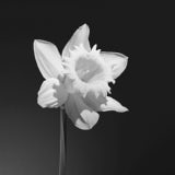 Daffodil, Black and White flowers, Wales
