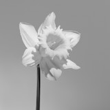 Daffodil, Black and White flowers, Tregarth, Wales