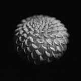 Dahlia, Black and White Flowers, Tregarth, Wales