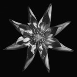 Dahlia, Black and White flowers, Tregarth, Wales