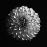 Dahlia, Black and White Flowers, Tregarth, Wales