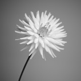Dahlia, Black and White Flowers, Tregarth, Wales