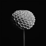 Dahlia, Tregarth, Wales