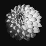 Dahlia, Black and White flowers, Tregarth, Wales