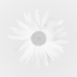 Dasiy, Black and White Flowers Tregarth, Wales