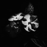 Hydrangea, Black and White Flowers Tregath, Wales