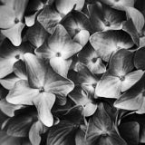 Hydrangea, Black and White flowers, wales