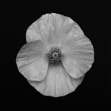 Poppy, Black and White flowers, Wales