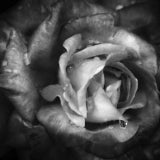 Rose, Black and White flowers, wales