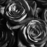 Rose, Black and White flowers, Wales