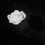 Rose, Black and White Roses, Tregath, Wales
