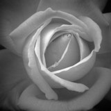 Rose, Black and White Roses, Flower, Wales
