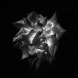 Tregarth, Wales, Rose, Black and White Roses,