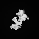 Sweet Pea, Black and White Flowers, Tregarth, Wales