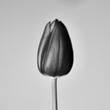 Black and white tulip, Tregath, Wales