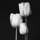 Tulip, Black and white flowers, Flower, Wales