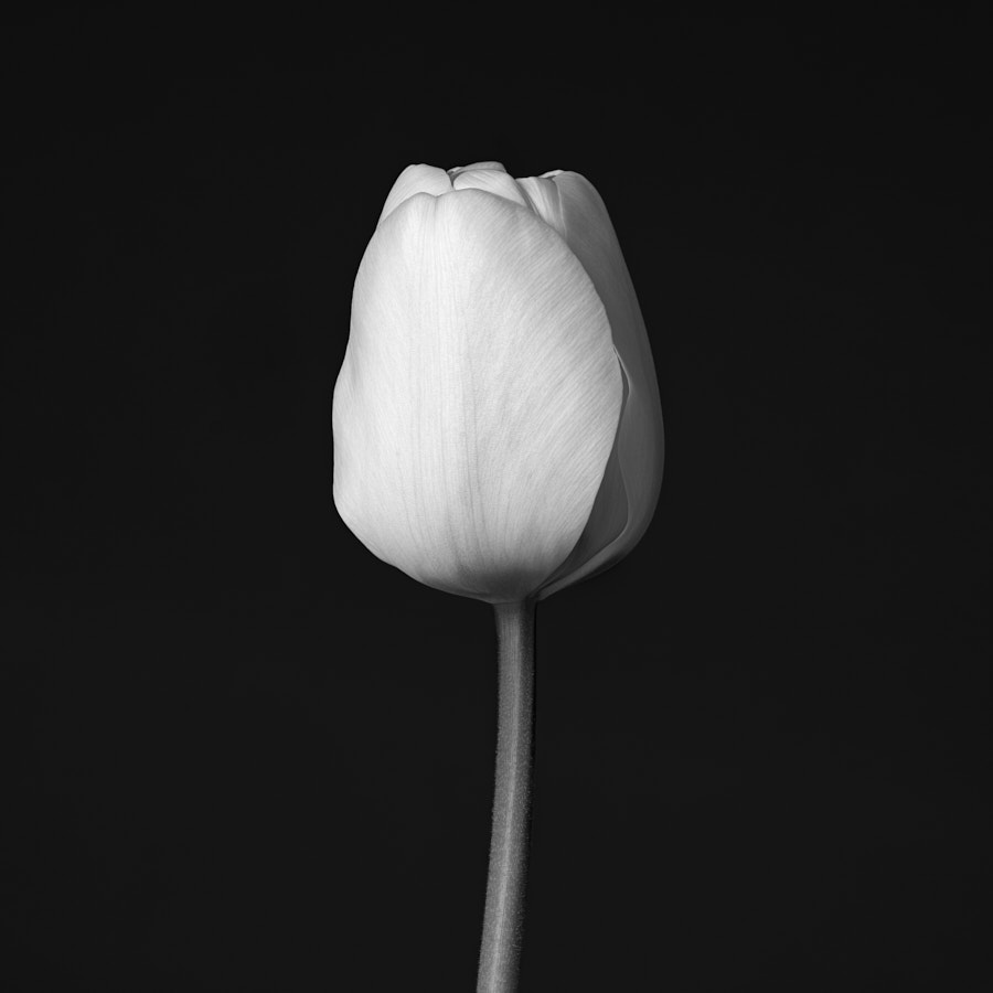 Tulip, Black and white tulip,