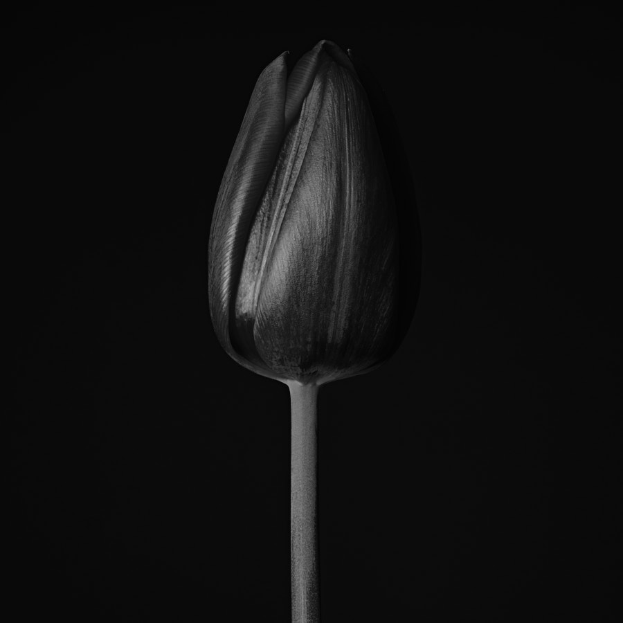 Black and white tulip,