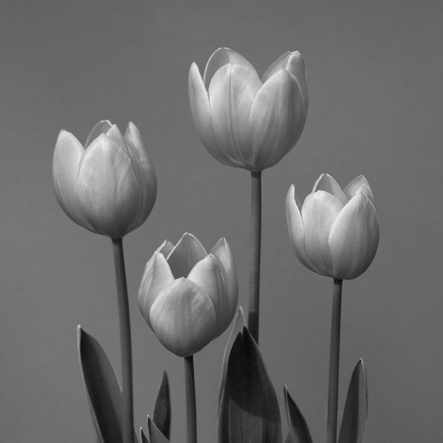 Tulip